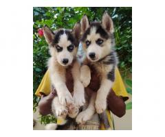 Siberian Husky Female Puppies available for loving homes