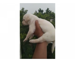 Good quality Labrador female puppy Available for sale today offer best price