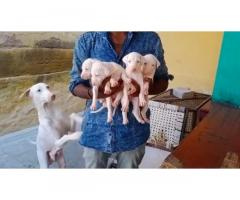 Rajapalayam puppies available