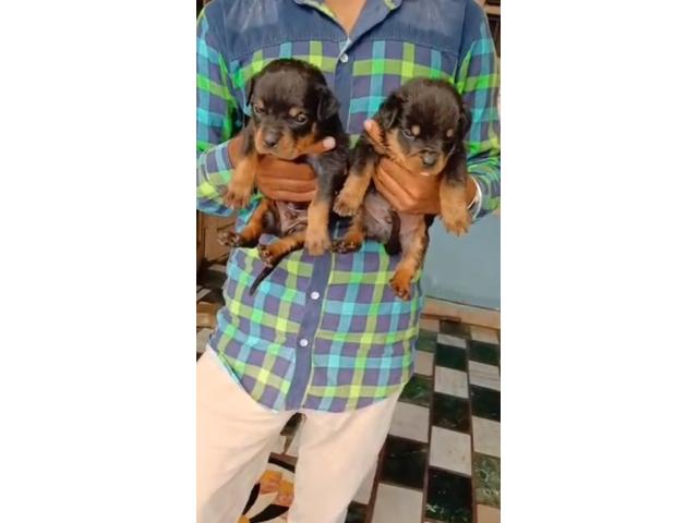 Rottweiler Puppy available for sale - 1/1