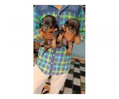 Rottweiler Puppy available for sale - 1