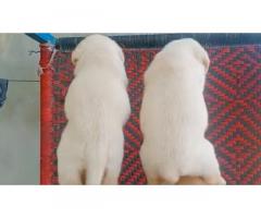 Labrador pair available best price