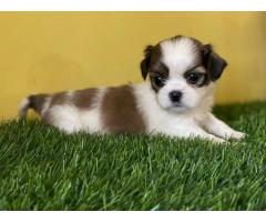 Shitzu male and female puppy price, dog price, buy online, pet shop