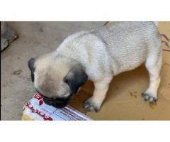 pug female pup Available for New home