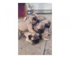 Pug Male Puppies Buy Online, Pug Male for sale