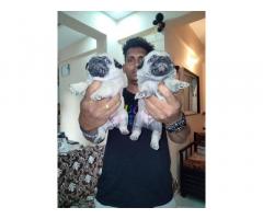 Pug male female puppies available in Pune Bethleena kennel