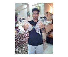 Pug male female puppies available in Pune Bethleena kennel