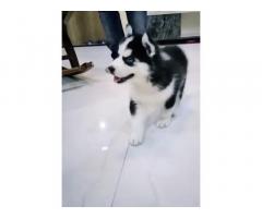 Syberian Husky Blue Eyes Male Puppy available
