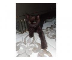 Sell Persian cat Black online