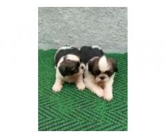 Shihtzu male puppies available