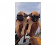 Pug female puppy available