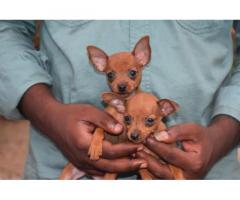 Miniature Pinscher female Puppies Available for Sale