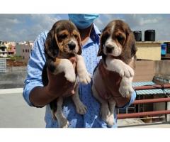 Beagle Male Female Puppy for Sale