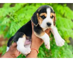 Beagle Pupps For Sale
