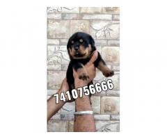 Rottweiler Female Puppy Available for Sale