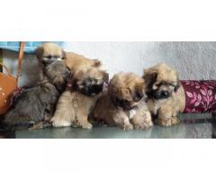 Lhasa Apso Puppy Buy Online, Lhasa apso male female puppy