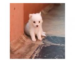 Pom price in Thiruttani, Pomeranian female puppy available
