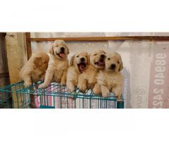 Golden Retriever Puppies Price in Coimbatore