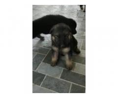 GSD Puppies Price in Coimbatore