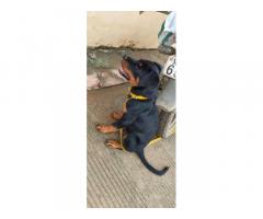 Rottweiler Puppies Price in Mandsaur