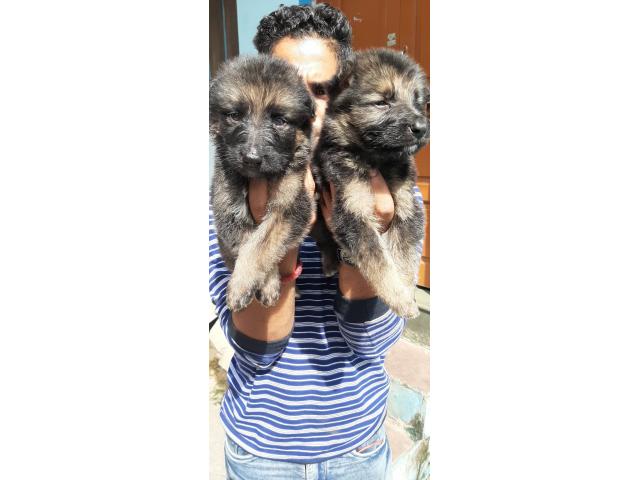 GSD double coat male puppy, GSD Price in Ujjain - 2/2
