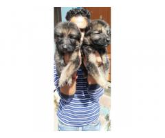 GSD double coat male puppy, GSD Price in Ujjain