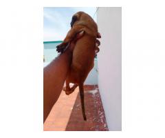Kombai Dog Price, Kombai male puppy available in Trichy