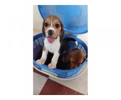 Beagle Puppies Price in Erode Beagle Puppies Available for Sale