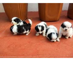 Shihtzu puppies available for sale