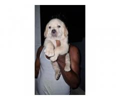 Labrador male puppies available for sale