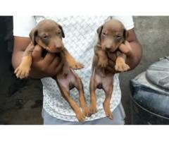Doberman puppy price in Pune Mumbai