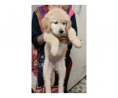 Golden Retriever Price in Pune, male female available